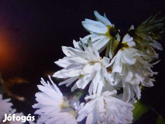 Konténeres gyöngyvirágcserje 15L