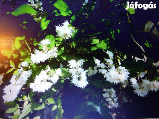 Konténeres gyöngyvirágcserje 25 L