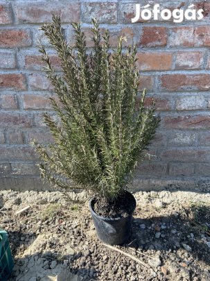 Konténeres rozmaring bokor (40-50 cm)