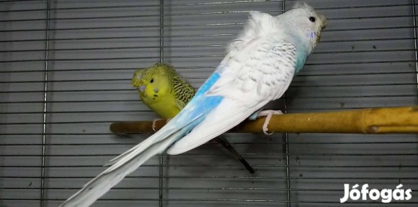 Kontyos Tcb hullámos papagáj pár
