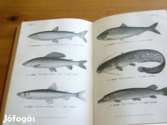 Köny, pecás, gyűjtői, régi, német, horgászat,