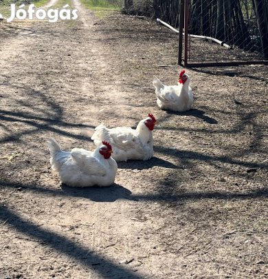 Konyhakész csirke eladó