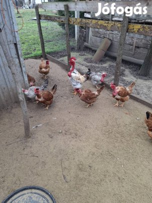 Kopasz Nyaku..!! Tojas..!!!