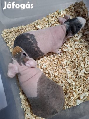 Kopasz fiú malackák!