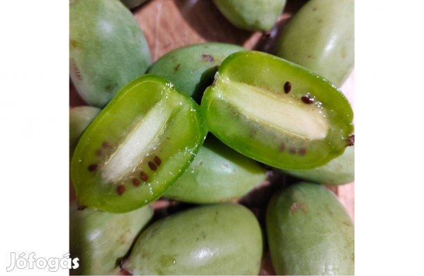 Kopasz kiwi, Mini kivi, Actinidia arguta Hortgem