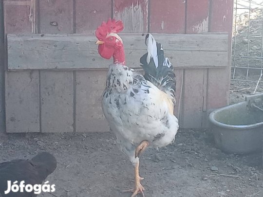 Kopasz nyakú japán kakas eladó