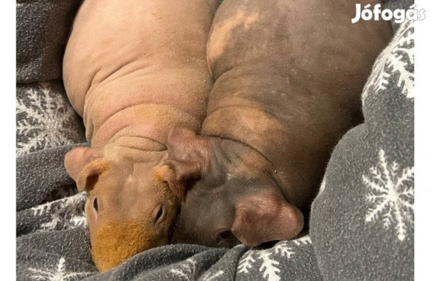 Kopasz tengerimalac/ skinny