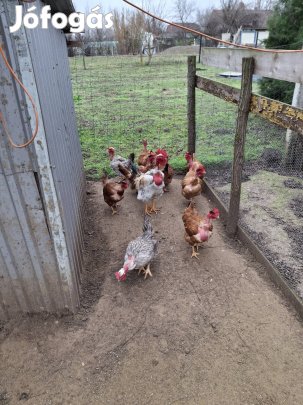 Kopasznyakú Tojás Előjegyezhető.!!