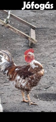 Kopasznyakú akas eladó