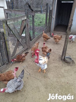 Kopasznyakú állománybol tojas kapható.!!