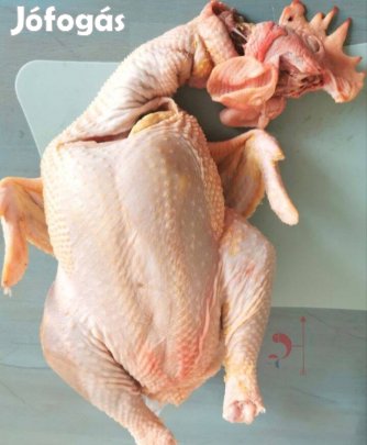 Kopasztot tanyasi kakasok