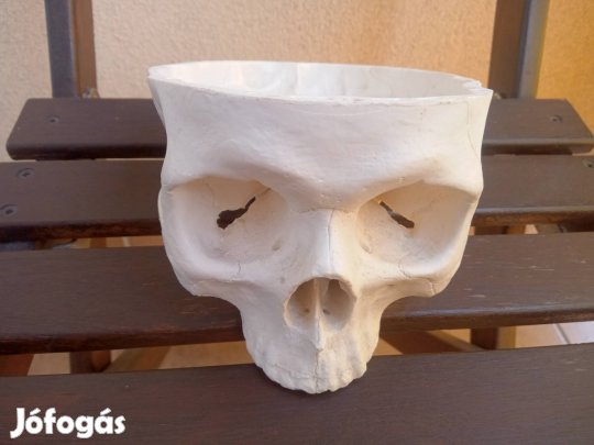 Koponya fej -Tatto Studio