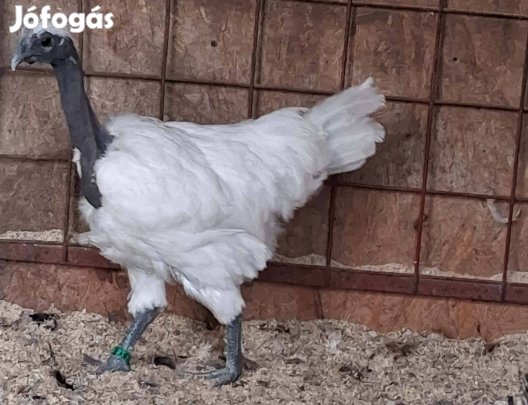 Kopsz nyakú Ga H Mong baromfiktól tenyésztojás eladó