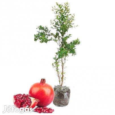 Korai érésű gránátalma növény eladó