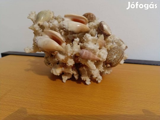 Korall ,kagyló és csiga asztali disz , dekoráció
