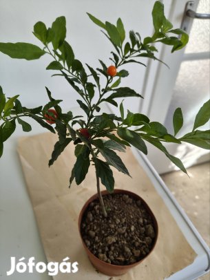 Korall bokor ? eladó.