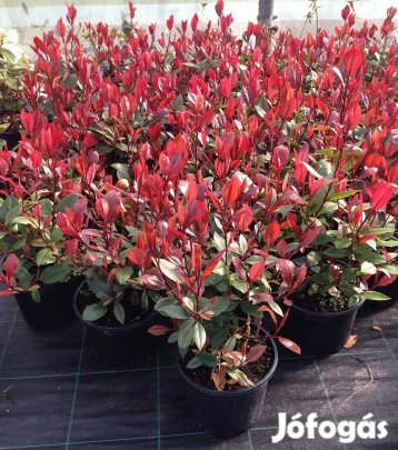 Korallberkenye Akció