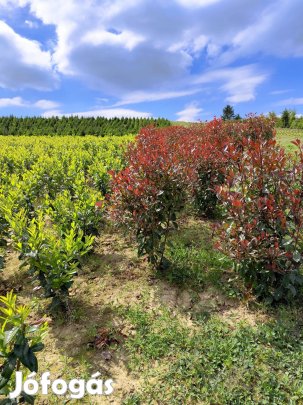 Korallberkenye Babérmeggy Leylandi Ciprus Tiszafa