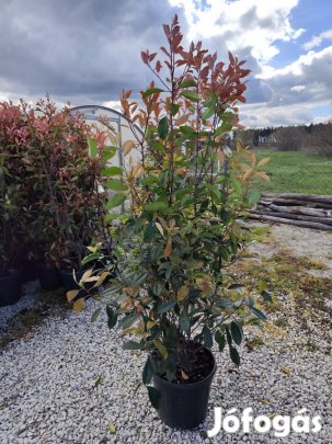 Korallberkenye Babérmeggy Leylandi Tiszafa Országos házhozszállítással