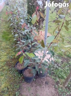 Korallberkenye Red Robin