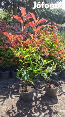 Korallberkenye Red Robin akció 