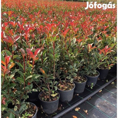 Korallberkenye- Photinia Akció
