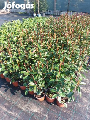 Korallberkenye - Photinia 'Red Robin' termelőtől