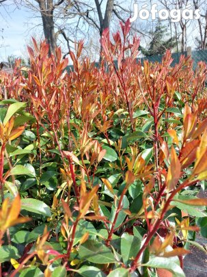 Korallberkenye - Photinia 'Red Robin' termelőtől