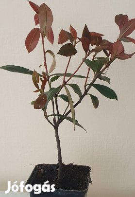 Korallberkenye akció!