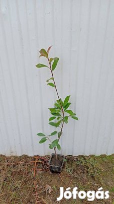 Korallberkenye kont eladó