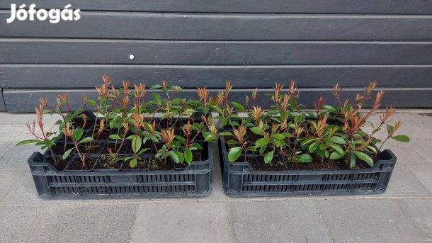 Korallberkenye örökzöld sövény 15-25 cm