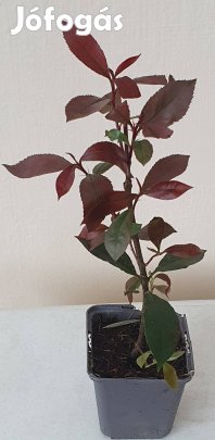 Korallberkenye termelőtől eladó. 