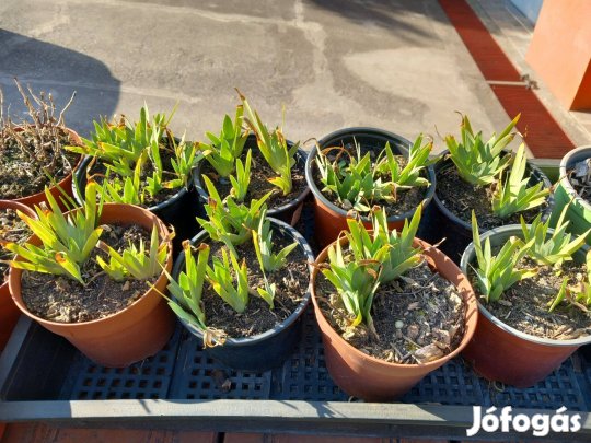 Korán virágzó mini fehér irisz nőszirom már hajt kerti évelő