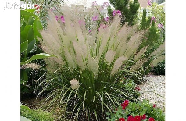 Koreai nádtippan díszfű eladó