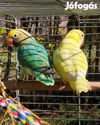 Kormosfejű törpe papagáj pár papagájok 