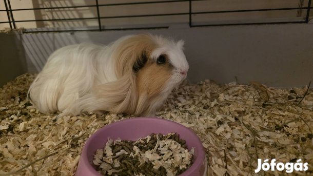 Koronás hosszúszőrű tengerimalac