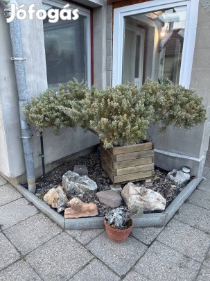 Koros Bonsai jellegű Juniperus communis faládában 2 m átmérő