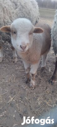 Kos bárány 2 jerke 1