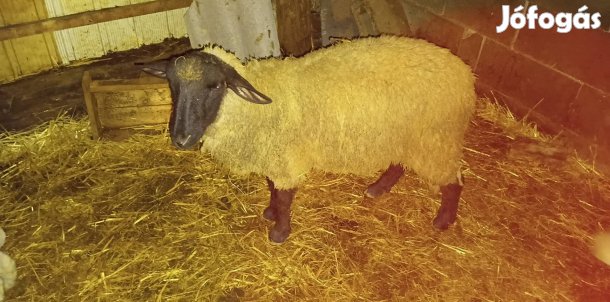Kos bárány eladó!