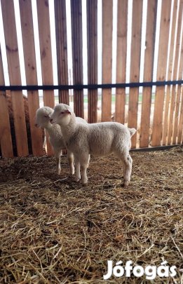 Kos bárány eladó