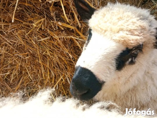 Kos bárány választási