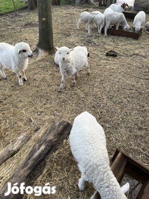 Kos bárányok 