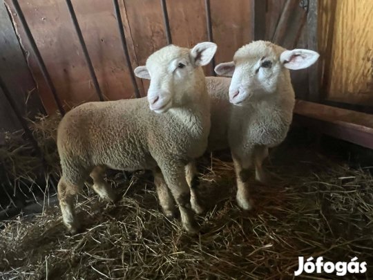 Kos bárányok elado