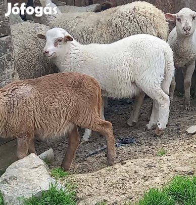 Kos bárányok eladók