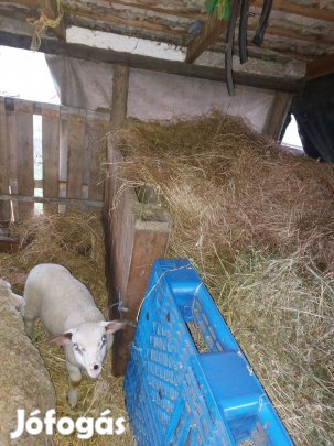 Kos bárányok eladók