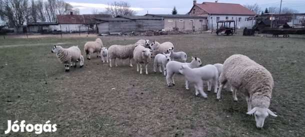 Kos bárányok eladók