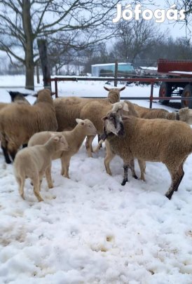 Kos bárányok és anya birka eladó