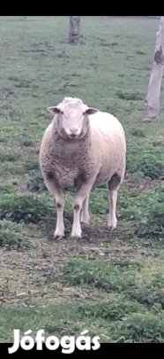 Kos birka,bárány