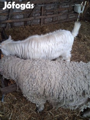 Kos birka és szánentáli bak kecske eladó
