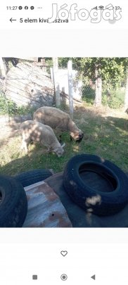 Kos eladó! Két éves.